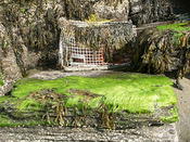 moss trap