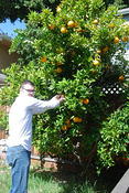 Dan s orange tree