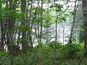 Beaver Pond