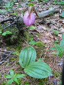 Orchid
