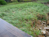 IMG 0496
