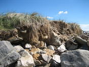 IMG 0259