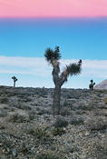 Death Valley 36