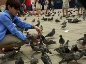 Karen and pigeons