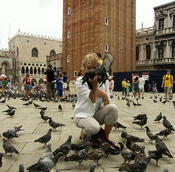 more pigeons