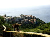 Cat walking to Corniglia on the trail in Cinque Terre