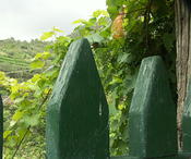 Grapes Cinque Terre