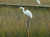 Egrets