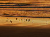 Morning on Isle of Palms