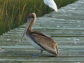 Pelican