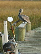 Pelican and bike