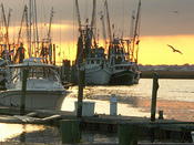 Shrimp boats SC