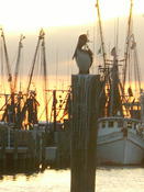 Shrimp boats and Pelican