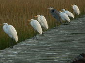 The Egret lineup with one Blue