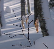Beech leaves hang in there