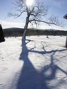 Old willow in winter light at noon