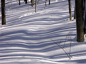 Striped forest