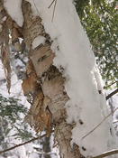White birch