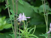 bumbler on columbine