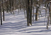 shadows stripe the path