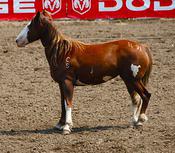 bronco escapee