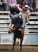 bronco2