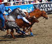 broncocalf roping