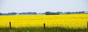 canola field