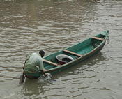 getting the fish