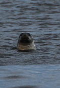 Riverside visitors