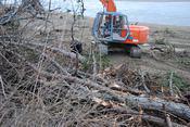 piling trees at park