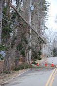 trees down