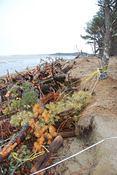 trees for shoring up