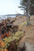 trees to save the beach at park