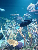 aquarium