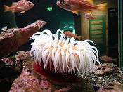 aquarium1
