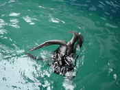 sealion