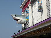 sharksrule
