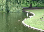 ducks