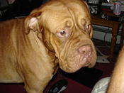 hoover