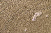 Foam2