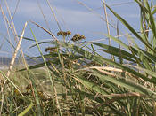 Grass1