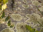 Lichen