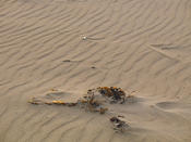 Seaweed 001