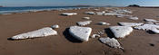 ifloes