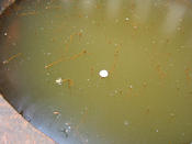 IMG 6782