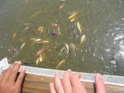 IMG 6787