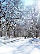 CentralPark2 11