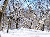 CentralPark2 11 2