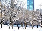 CentralPark2 11 3